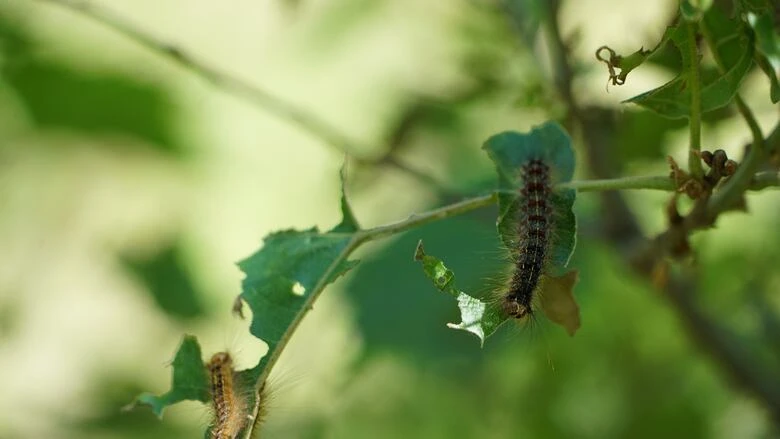 As cities panic over a gypsy moth invasion, Ontario's Pinery park tells visitors to 'roll with it'