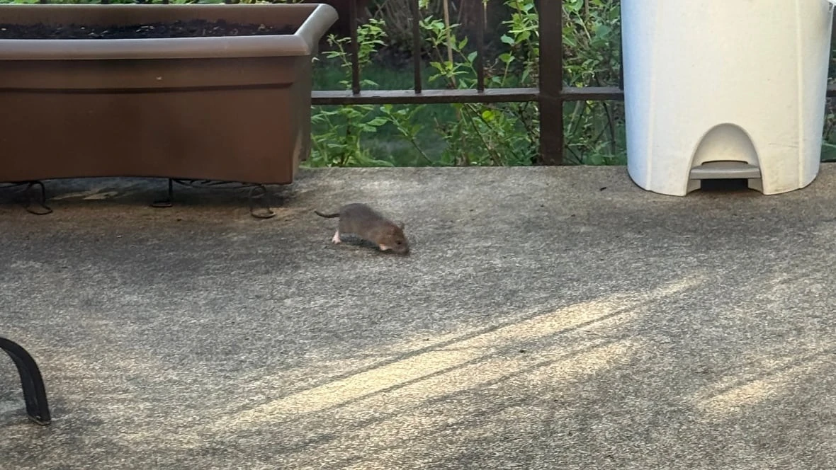 Montreal's rat problem worsens despite city's pledge to fix it