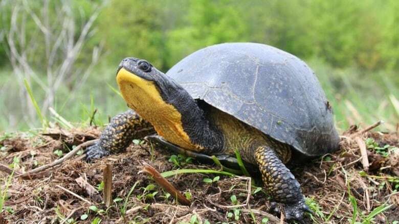 Ontario assessing how ruling by province's top court could impact endangered species litigation