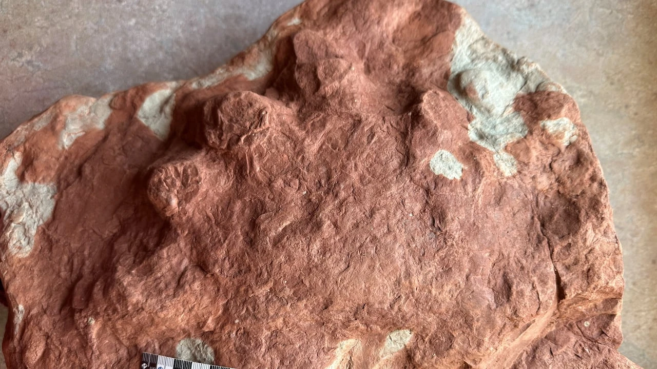 Islander unearths history by discovering 290-million-year-old fossil on P.E.I. shoreline