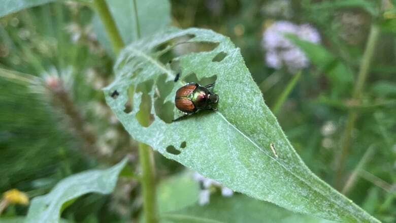 Could a parasitic fly help solve P.E.I.'s growing Japanese beetle problem?