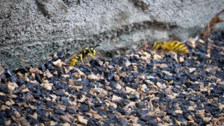 'They're really rampant on the patio': Regina restaurants clash with wasps