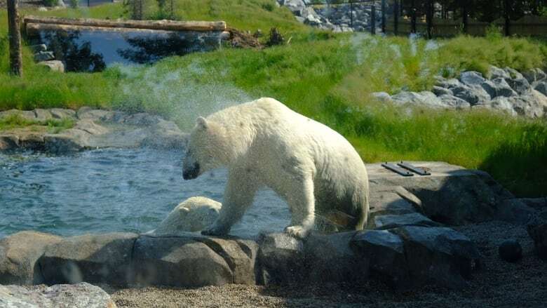 As heat wave continues, Calgarians — 4 legged and otherwise — find ways to cool off