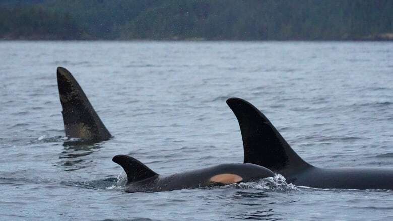 B.C. film company, operator fined $30K for flying drone too close to killer whales