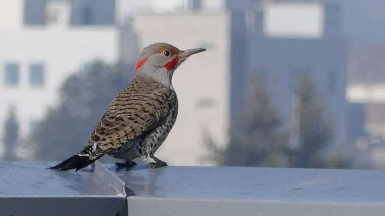 Kamloops, B.C., group testing solutions to woodpecker damage on homes