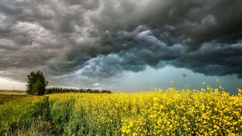 Canadian canola industry could take $1B hit in wake of Chinese trade actions, says new report