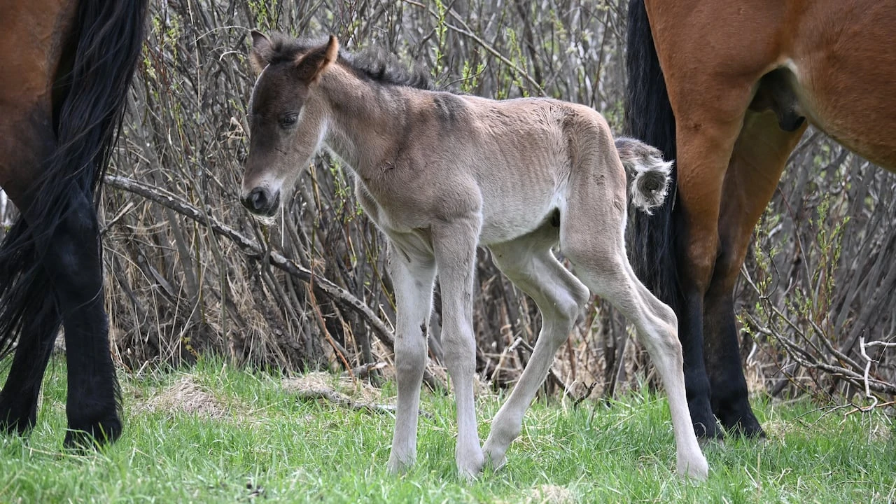 RCMP investigating shooting of baby horse in Kananaskis