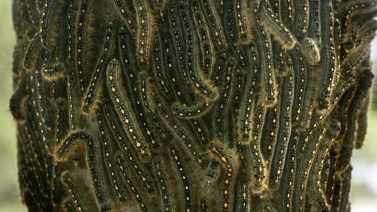Forest tent caterpillars feast in Calgary as outbreak spikes population across Alberta