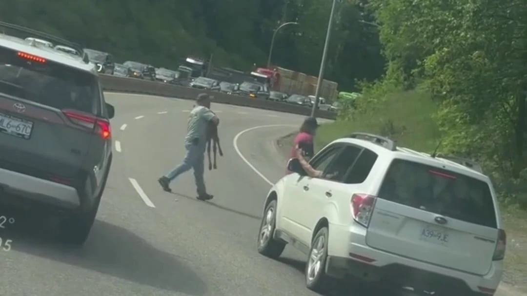 Moose calf rescued from highway traffic jam