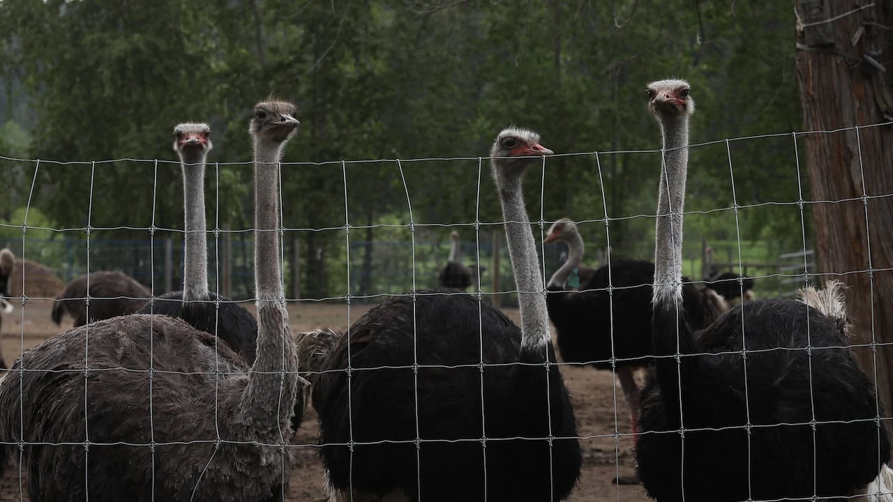 B.C. ostrich flock’s fate could reach Supreme Court