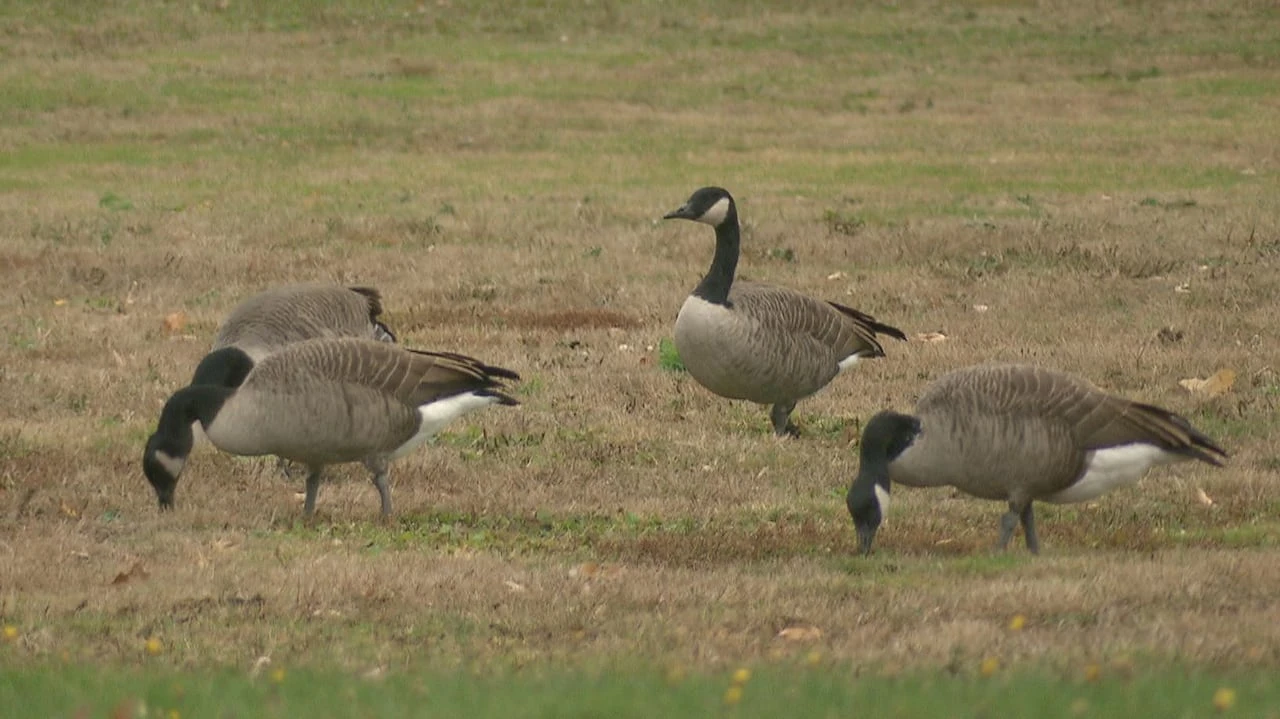 Moncton's quest for success reining in Canada geese leads to goose eggs