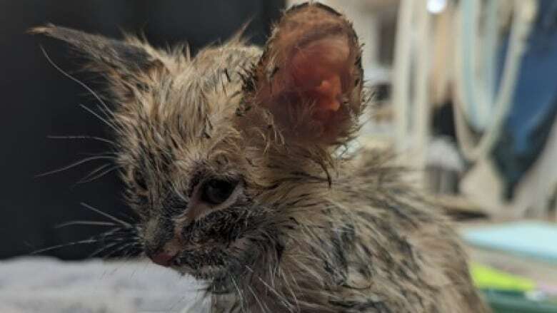 8 kittens abused, 2 killed since late May, says Calgary Humane Society