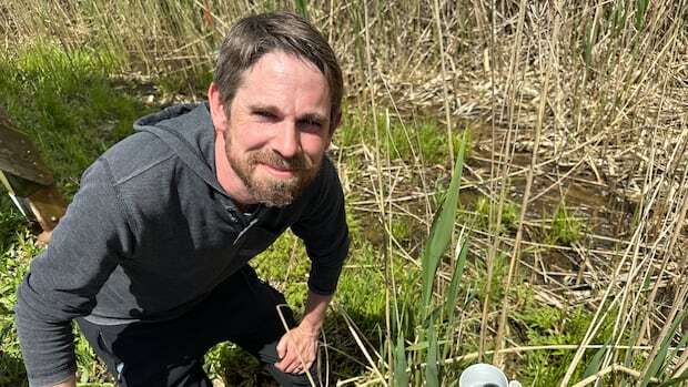 Moth larvae inlisted in the battle against phragmites