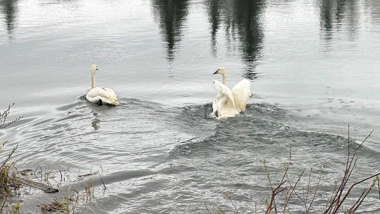 In this northeastern Ontario town, two swans signal the start of summer