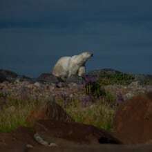 Melting sea ice, disappearing high-fat food sources mean trouble for Hudson Bay polar bears