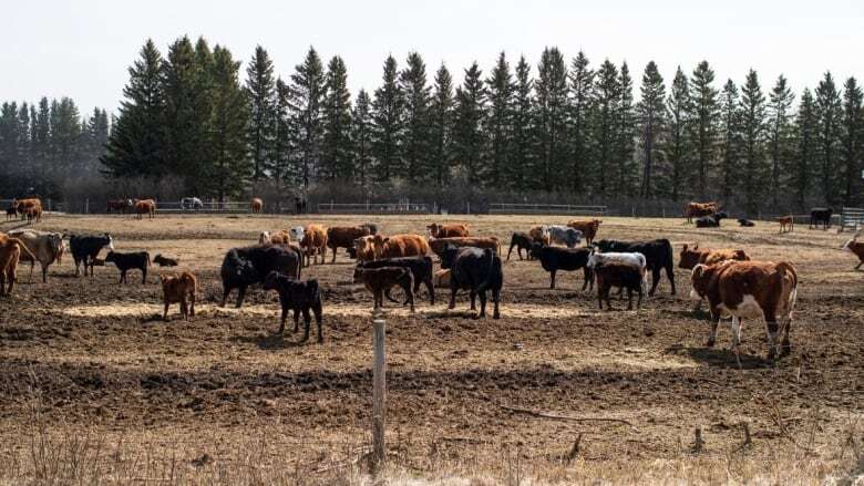 Crown stays charge against Sask. man accused of possessing stolen cattle from Alberta