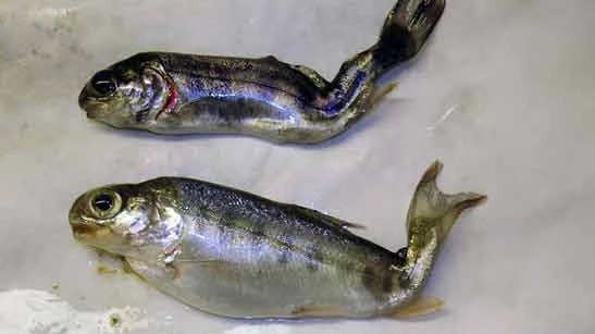 Whirling disease found in another Alberta watershed
