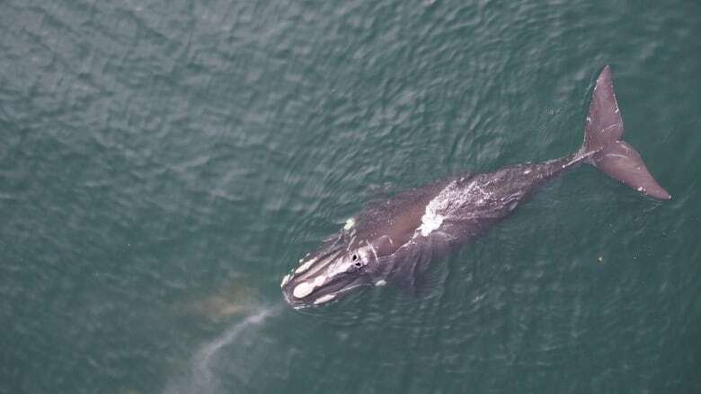 As U.S. veers away from protecting environment, alarm sounds for East Coast marine life