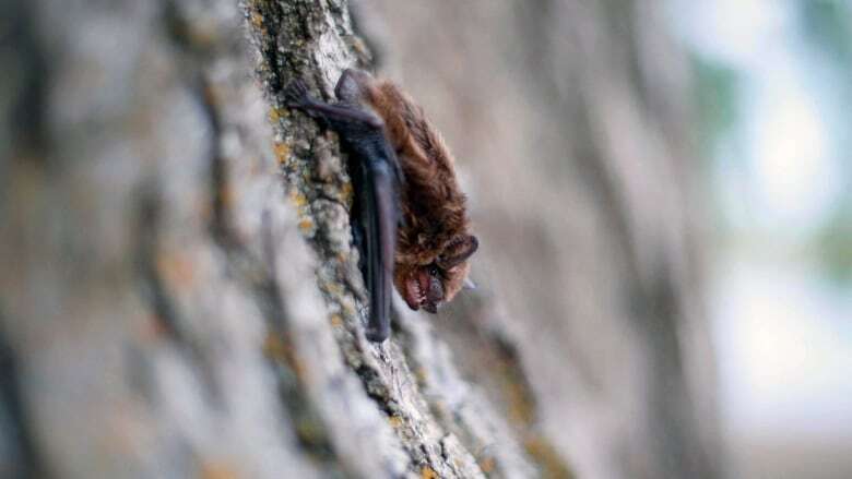 Northern Ontario family driven batty by unwanted visitor