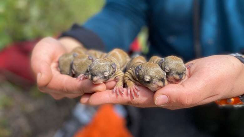 Early-life adversity can mean shorter lives for Yukon's red squirrels, study finds