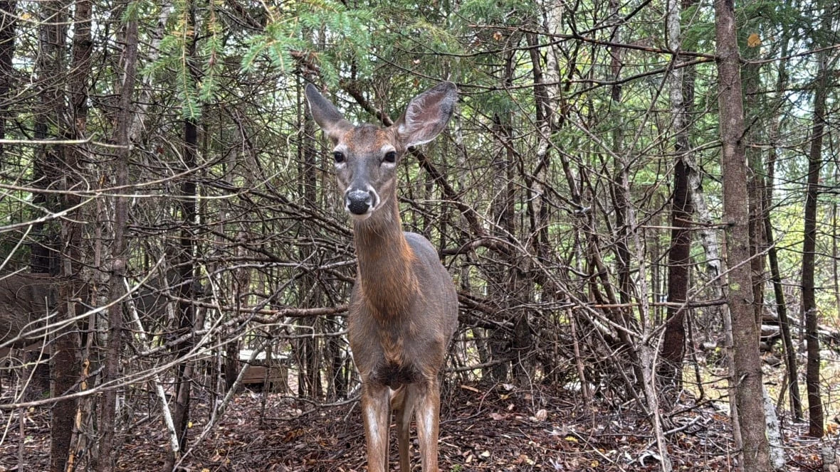 Colchester introduces bylaw to deter feeding deer