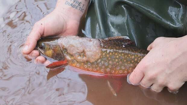 Wildlife experts on P.E.I. concerned about water mould making West River fish sick