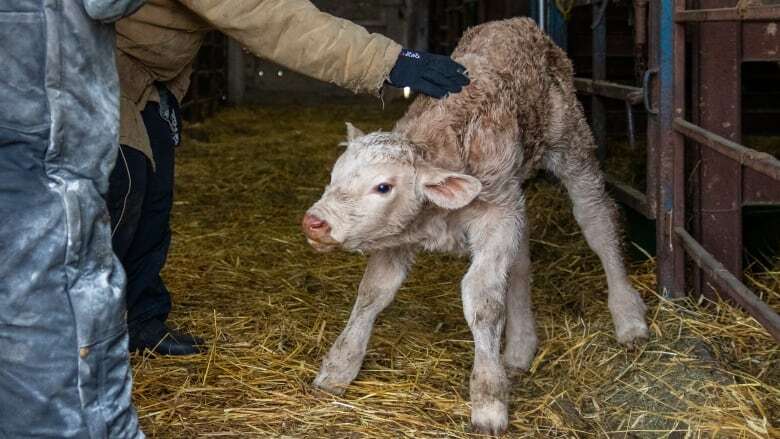 New fund aims to bring more vets to rural B.C. as farmers, ranchers struggle