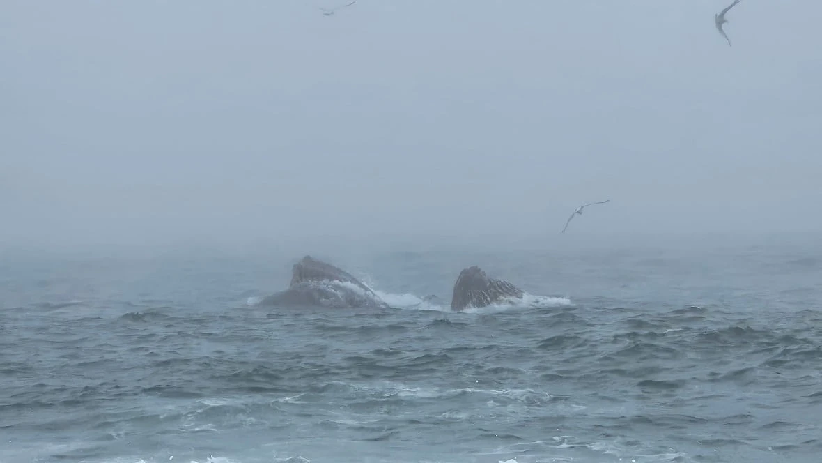 Whales are drawing in 'crazy' crowds to this Newfoundland town