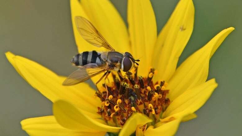 Q&A: How this bee mimic could yield bigger canola crops