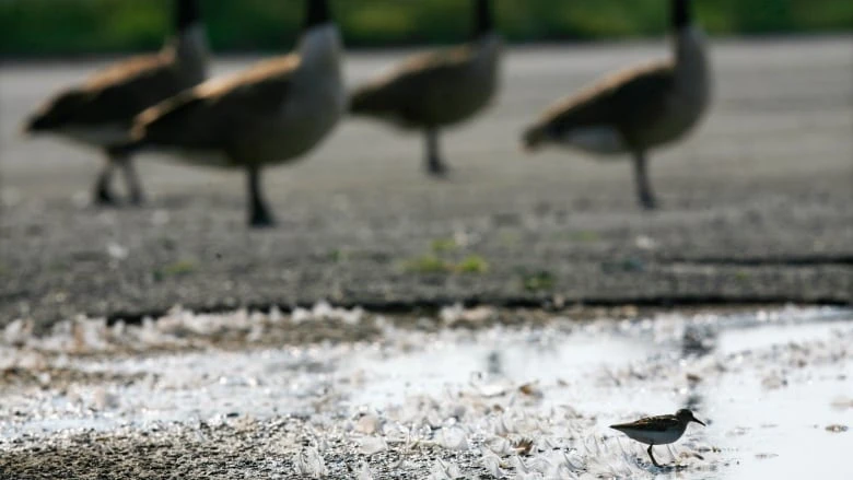 Q&A | What changes to U.S. bird protections could mean for N.W.T. species