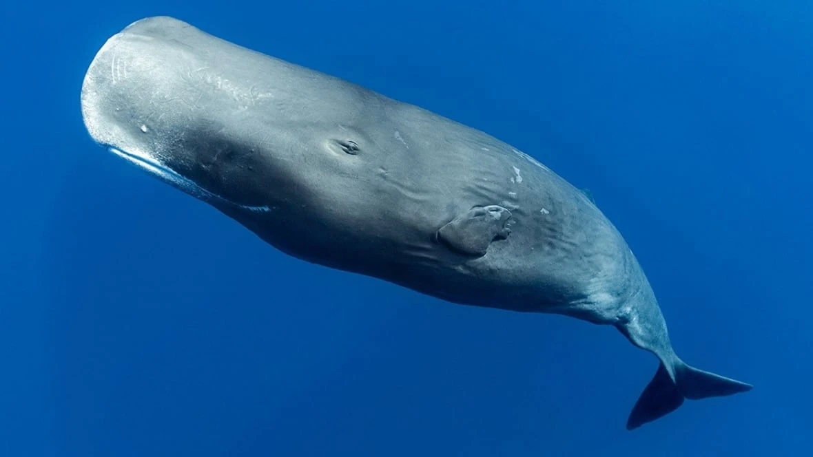Groups work to assess condition of 3 stranded sperm whales off P.E.I.'s North Shore