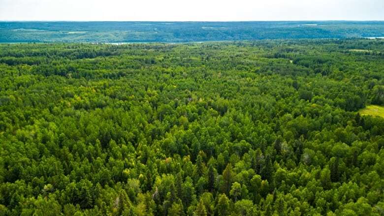 Patch of pristine bush in central Alberta donated to become nature preserve