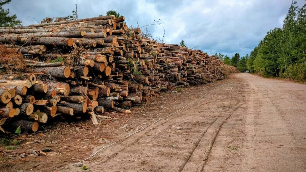 'It is a clear-cut operation': Trees cleared out for lumber at provincial park hit by summer storm