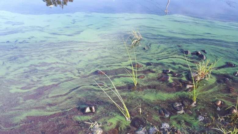 Health unit warns of apparent blue-green algae bloom on Lake St. Clair