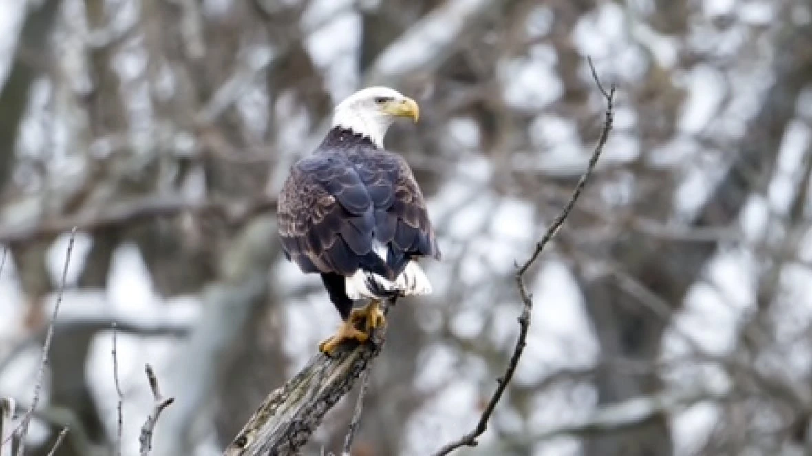 Why southwestern Ontario's conservationists worry Bill 5 could erase history and wildlife
