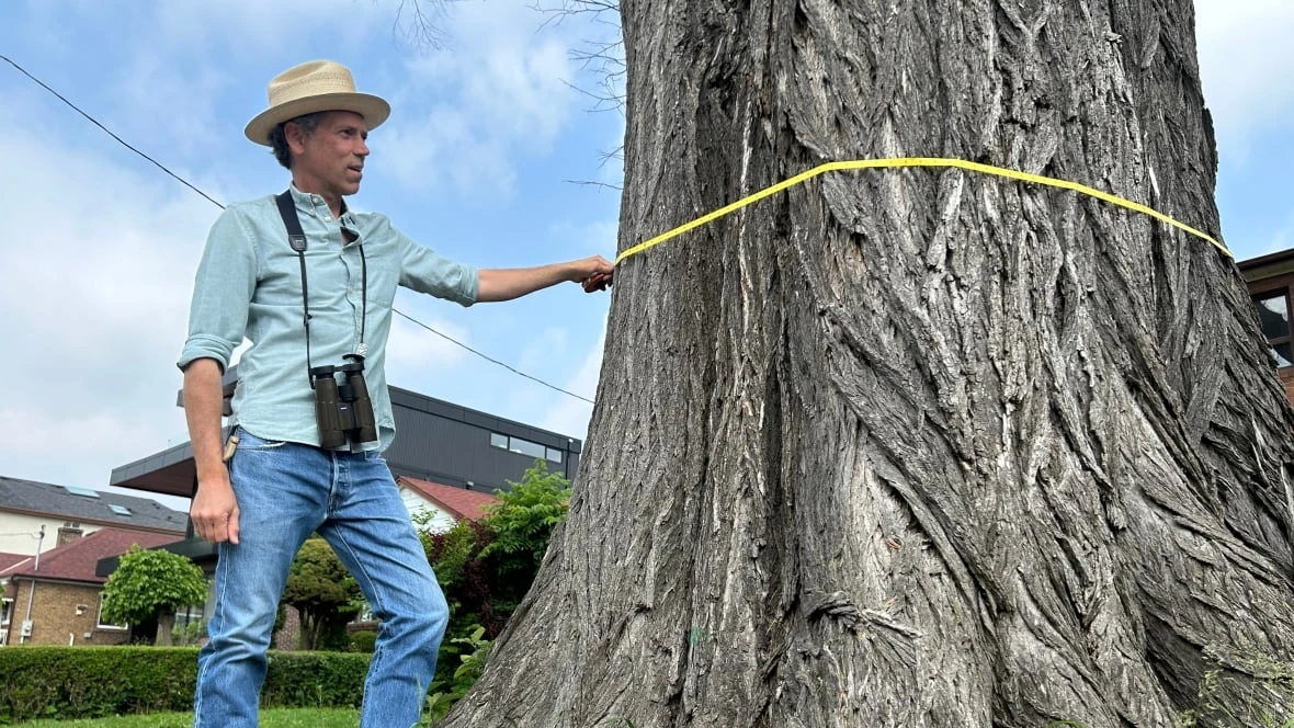 One of Toronto's oldest elm trees is on its last legs. Researchers are racing to re-grow copies