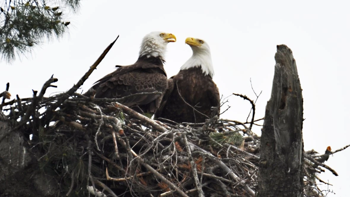 Saving more than branches. A northern Ontario town's battle for its eagles
