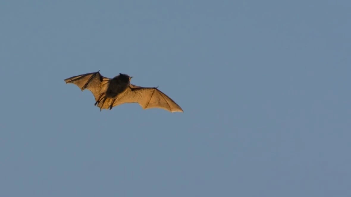Centre Wellington sees 1st confirmed case of rabies in a bat this year