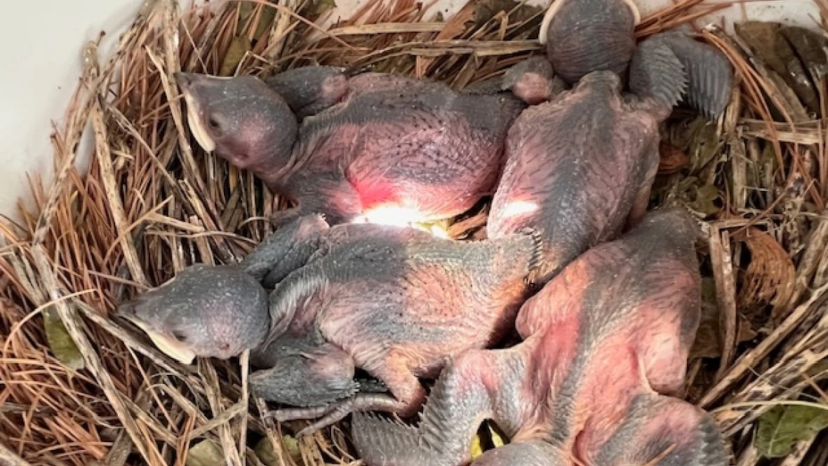 Essex County purple martin festival seeks to recruit 'landlords' for declining swallow population