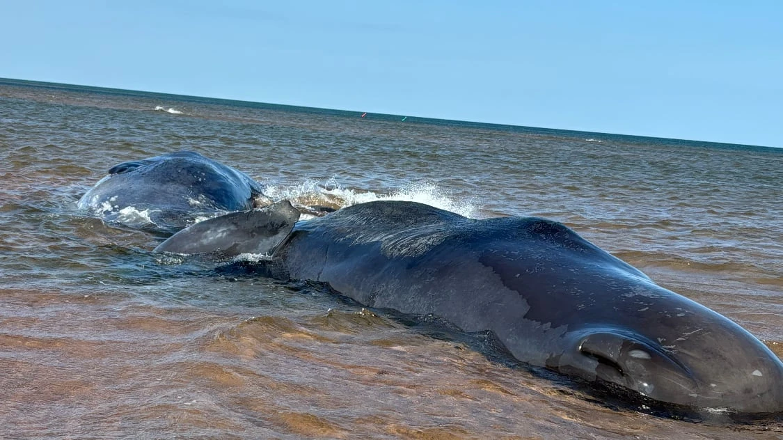 Sperm whales remain stranded off P.E.I.’s North Shore