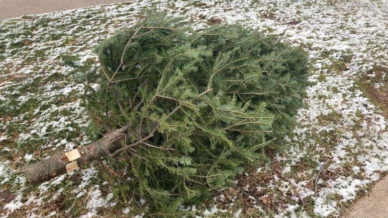 Curbside Christmas tree pickup happening this week on P.E.I.