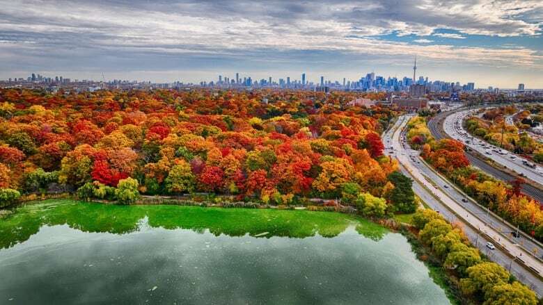 Fall colours could come early, end faster in Ontario due to summer flash floods, experts say