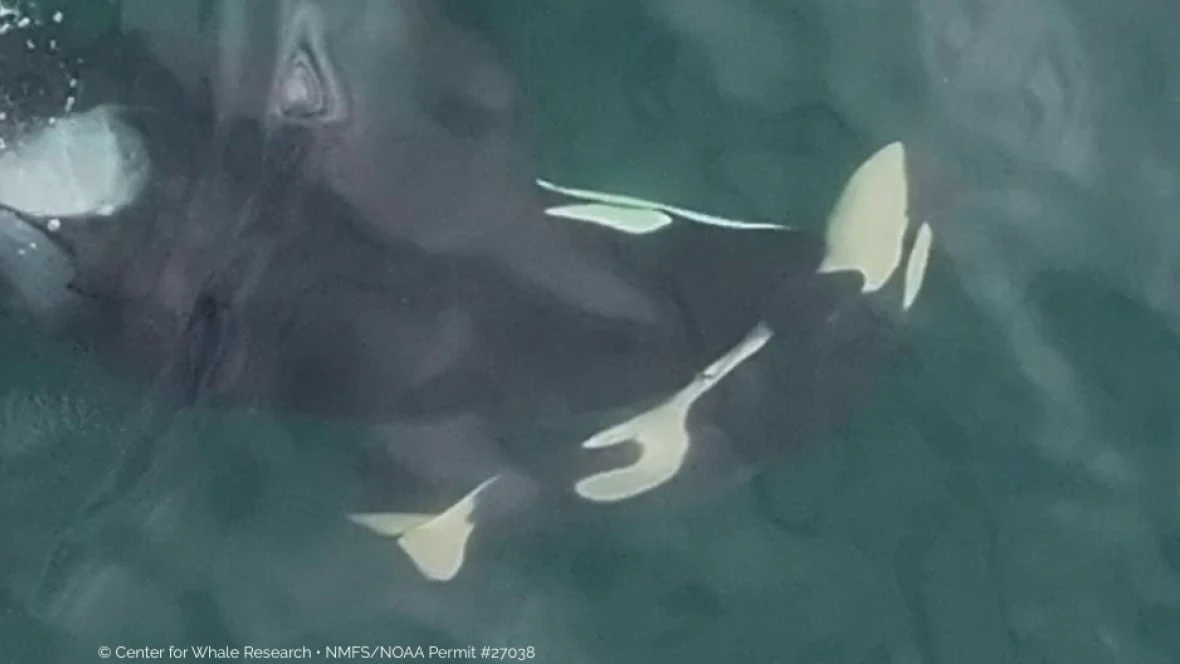 Another endangered female orca found pushing dead baby calf: researchers