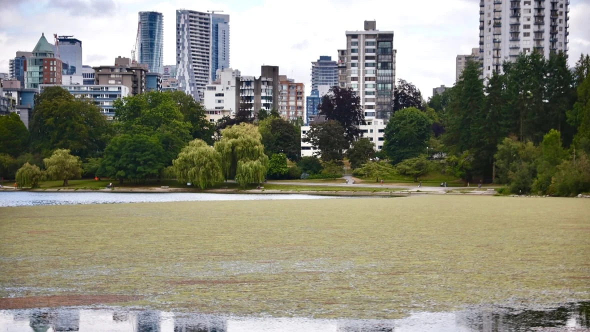 'It's disgusting': Algae takes over Stanley Park's Lost Lagoon