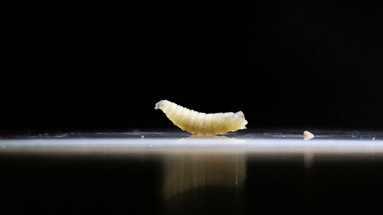Screwworms won't wipe out Canadian cattle, but extra precautions urged