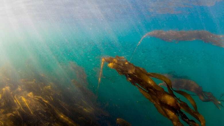 Why researchers are racing to restore B.C.'s kelp forests