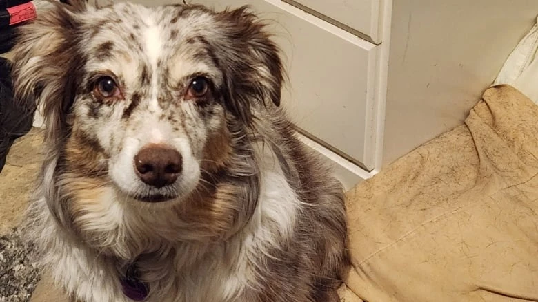 Dog gets stitched up at local hospital in Watson Lake, Yukon, after being impaled by stick