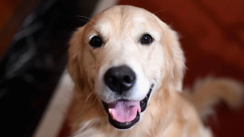 Judge orders shared custody of golden retriever under new B.C. law