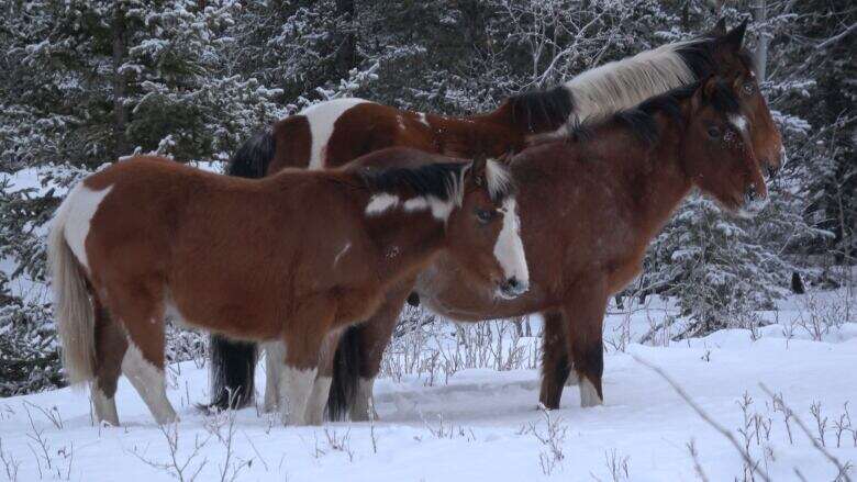 Here's why some advocates and biologists say Yukon's wild horses should be considered a native species