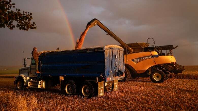 Many Alberta farmers found relief after staring down drought. But the story doesn't end there